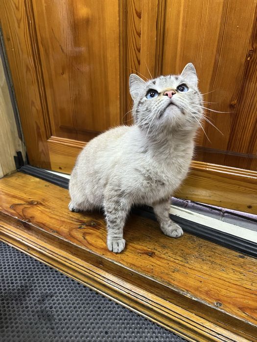 Отдам Кота в Добрые Руки