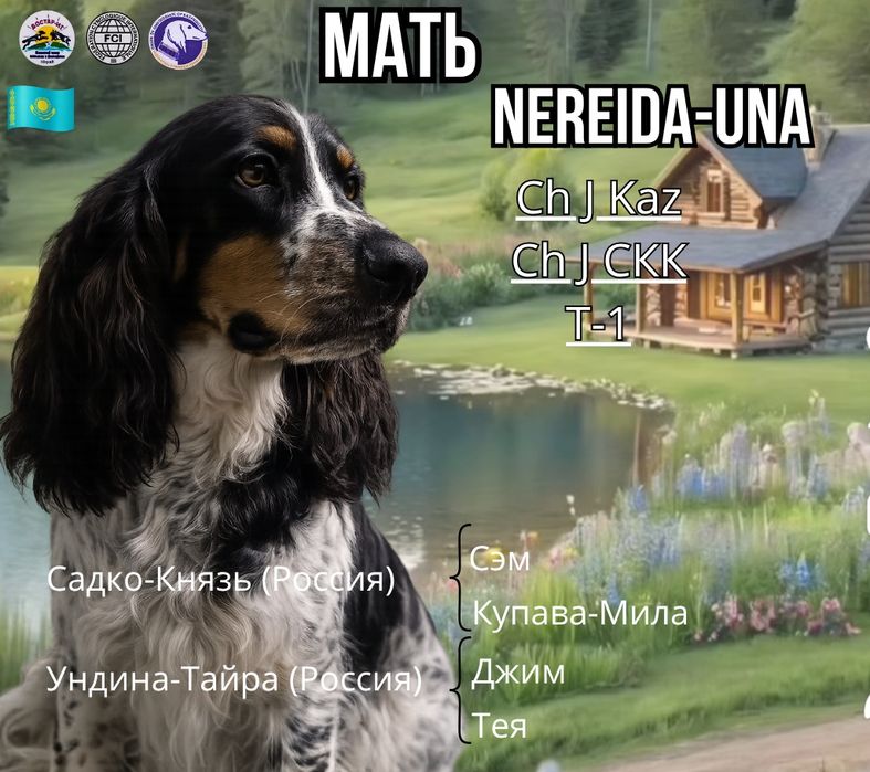 Щенки русского охотничьего спаниеля