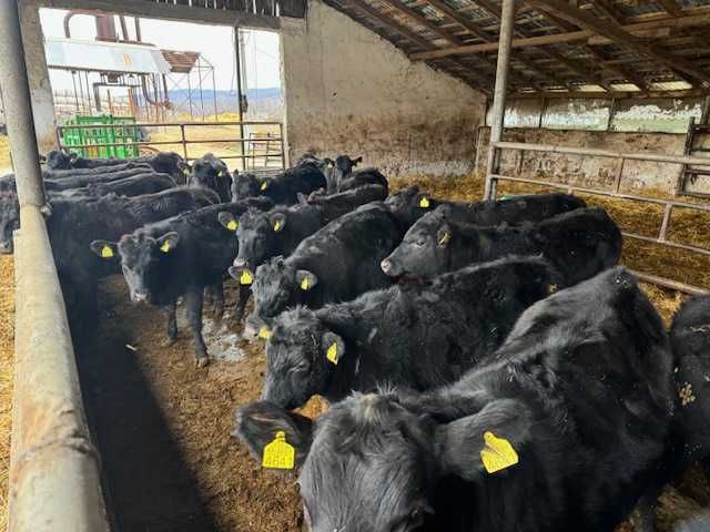 Vaci , vitei , juninci Aberdeen Angus