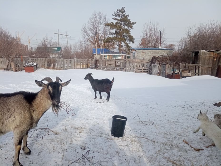 Продам коз дойных3головы