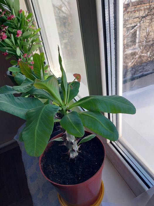 Молочай Милиуса сортовой. Крупноцветковый.