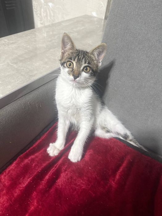 Домашний котенок девочка 3 мес