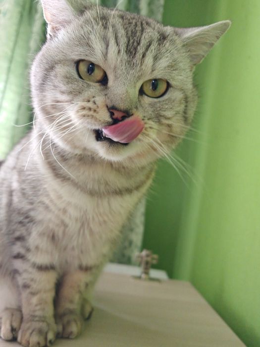 Отдам котика 5 лет