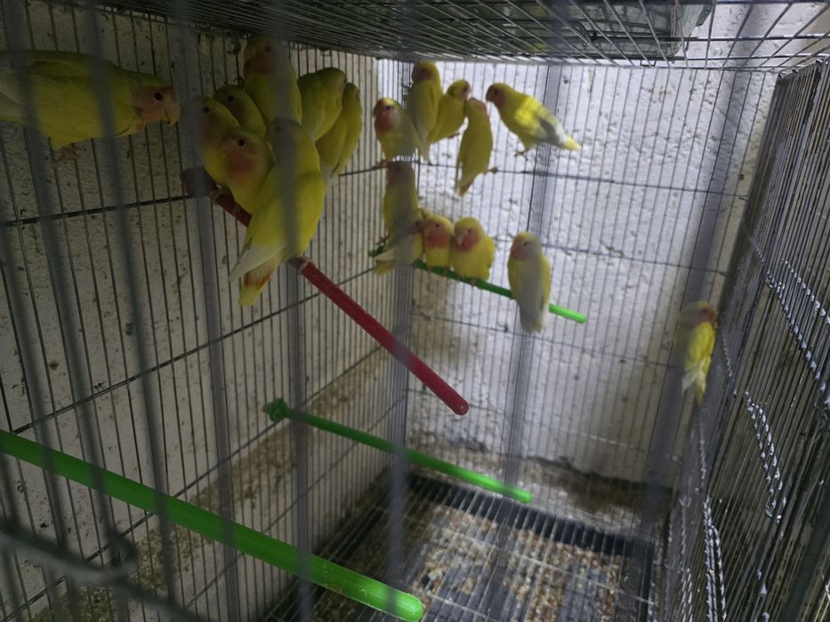 Неразлучники маскывые