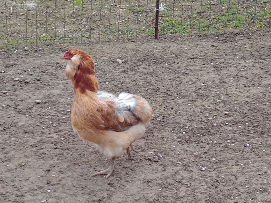 Ouă ptr incubat ,de găini araucana..