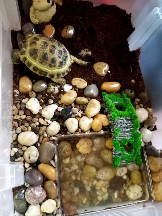 Отдам черепаху в хорошие руки