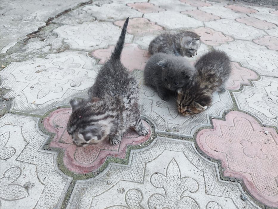 Маленькие кошки.