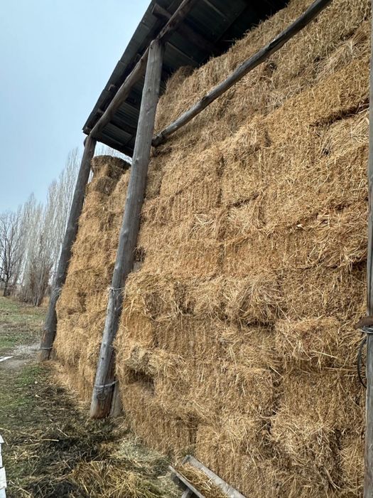 Жоңышқа үшінші орым сатылажы