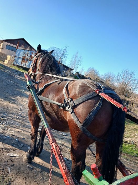 Se vinde iapa in vârsta de 8 ani