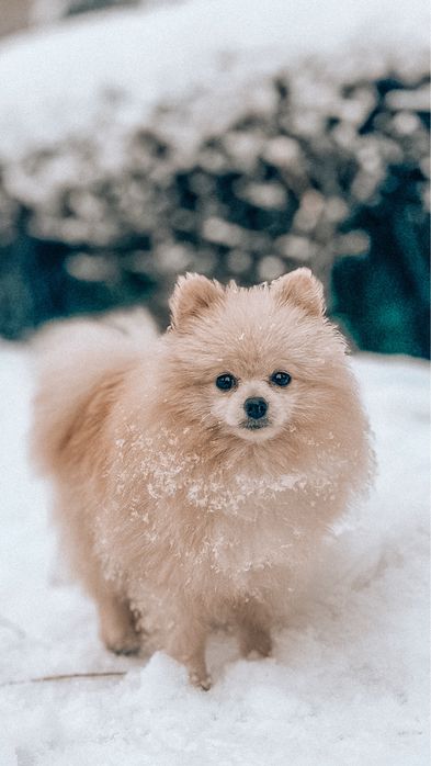 Потерялся шпиц мальчик! Померанский мини шпиц