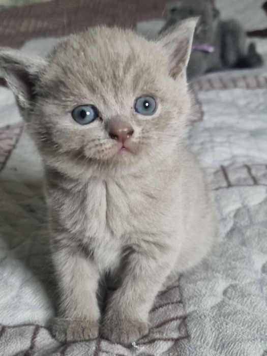 Скотиш Страйт мальчик