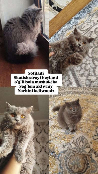 Heyland strayt Oʻgʻil bola mushukcha sotiladi