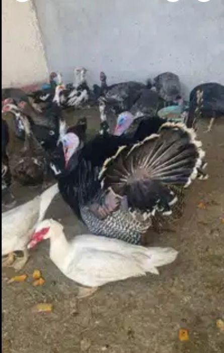 Индоутка гоз курка утка таёрлаб йитказиб берамиз