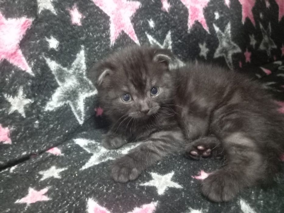 Котенок вислоухий
