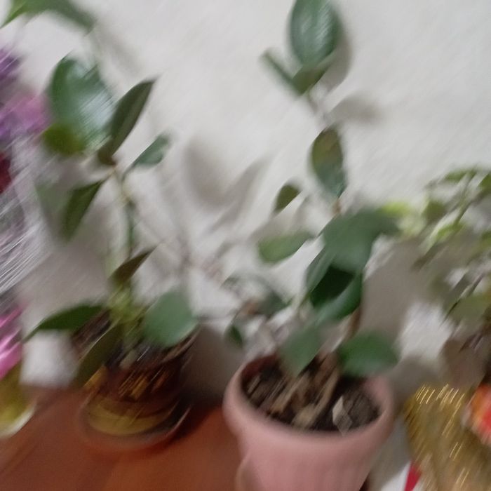 Продам цветы  срочно