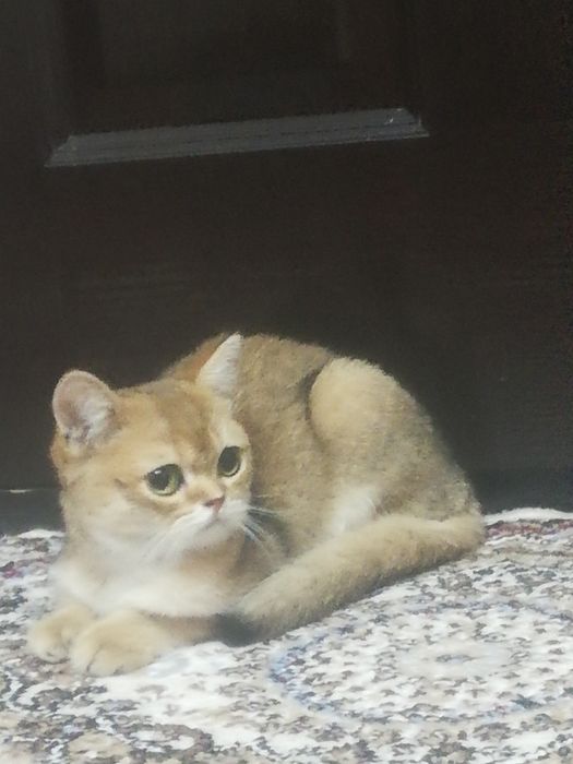 Британская короткошерстная