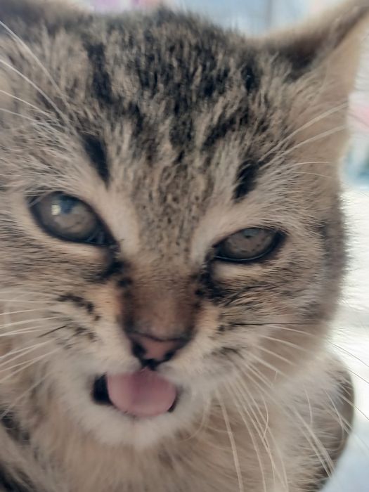 Котёнок  бесплатно