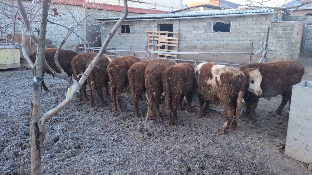 Бычки белоголовые