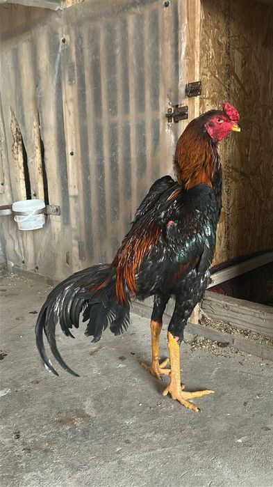 Дакан шоже 25.000