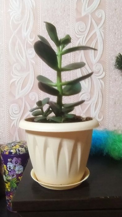 Продам денежное дерево