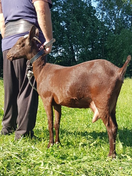 Murciano Granadina 2 capre tinere