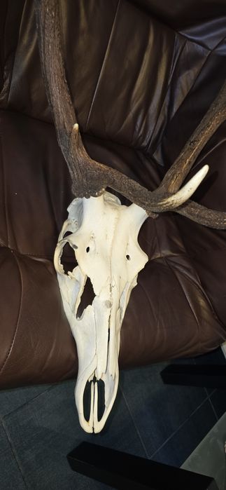 Trofeu coarne cerb