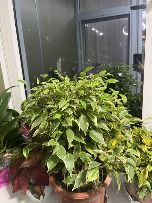 Азалия фикус Бенджамин