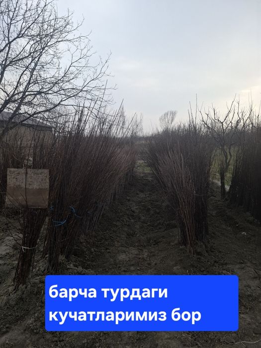 Барча турдаги кучатлар