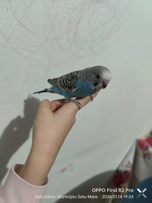 Perusi 5 buc, 3 pui și părinții din decembrie 2025