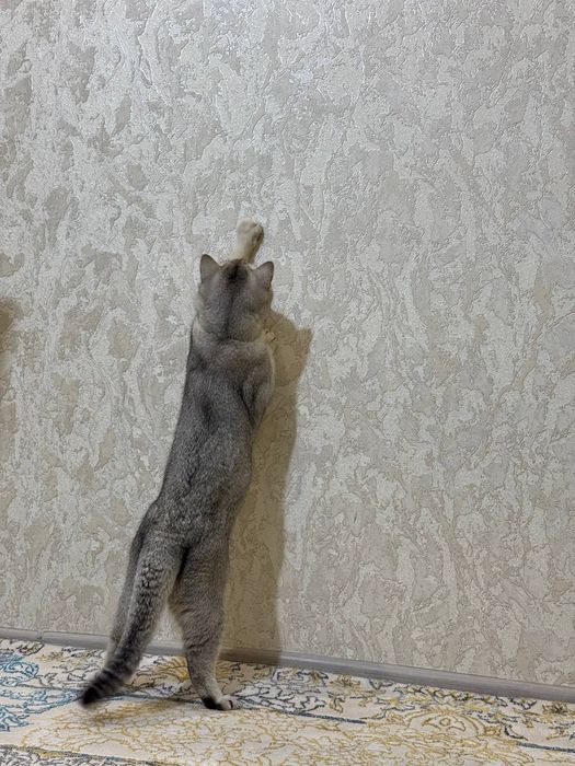 Для вязки скоттиш страйт