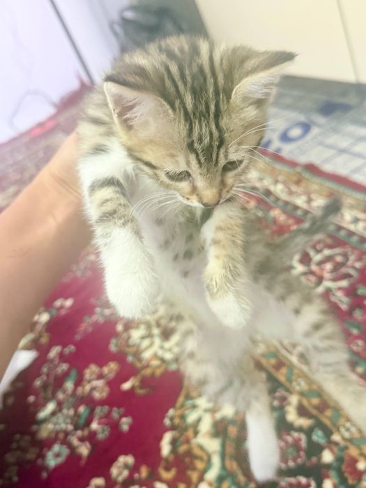 Кошка отдам в хорошую руку