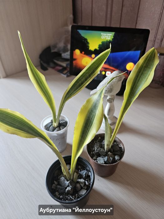 Сансевиерия (Сансевьера).Комнатные цветы.