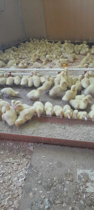 Boboci Rată Mulard si Rouen