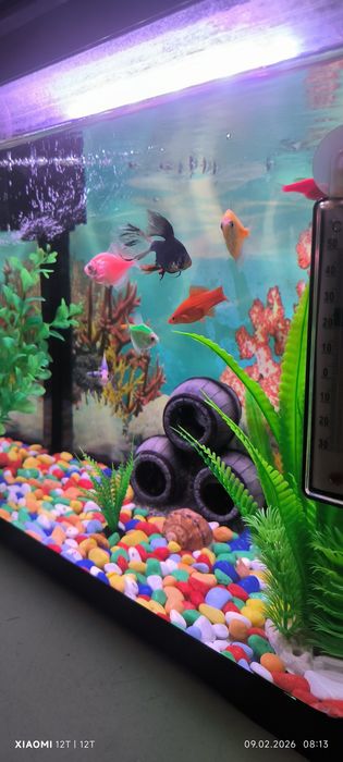 Аквариум в полном комплекте с рыбками