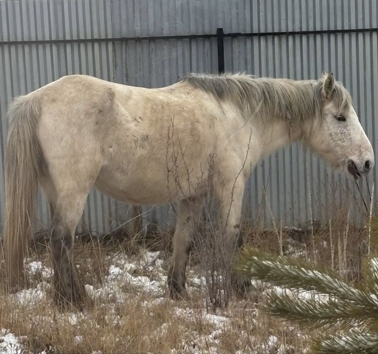6 жасар бие сатылады