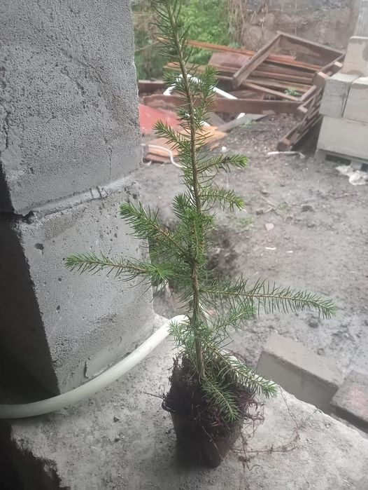 Продаются  елочки