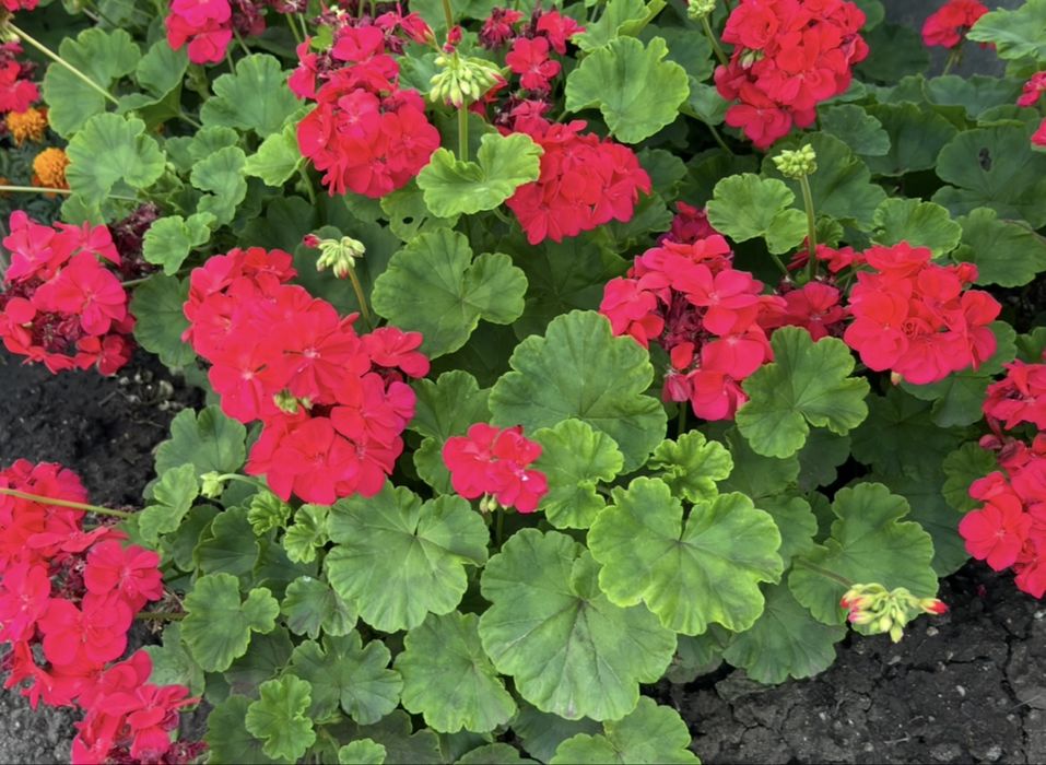 Продам саженцы пеларгонии ( герань)