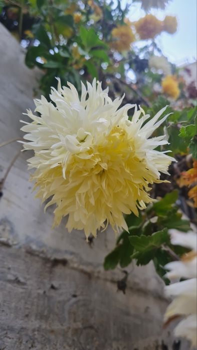 Цветя за балкона и градината. Цена от 0.25-7.50€/бр