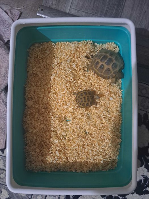 Toshbaqa черепаха домашные чистые