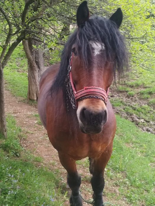 Vand o perehe de cai.  5 si 6 ani