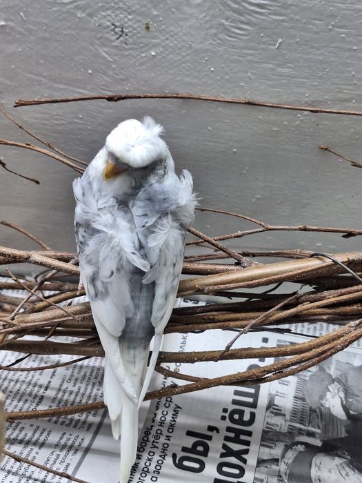 Продам попугая хагоромо птенцы