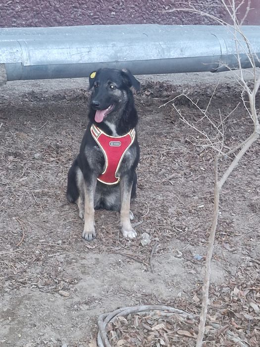 Щенок девочка 7 месяцев