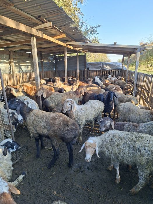 Бараны и овцы в продаже