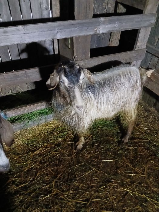 Capra stearpă de vânzare