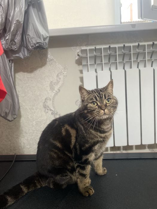 Отдам в хорошие руки