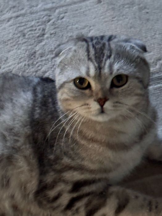 Шотландская вислоухая кот