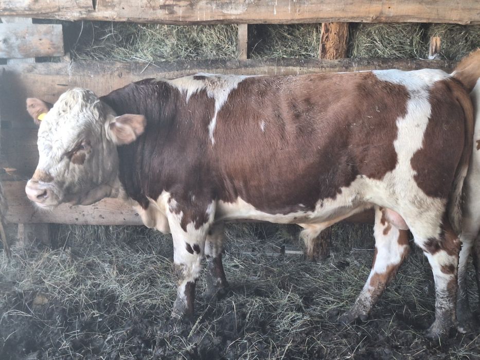 Продам бычка в возрасте 1,3 месяца