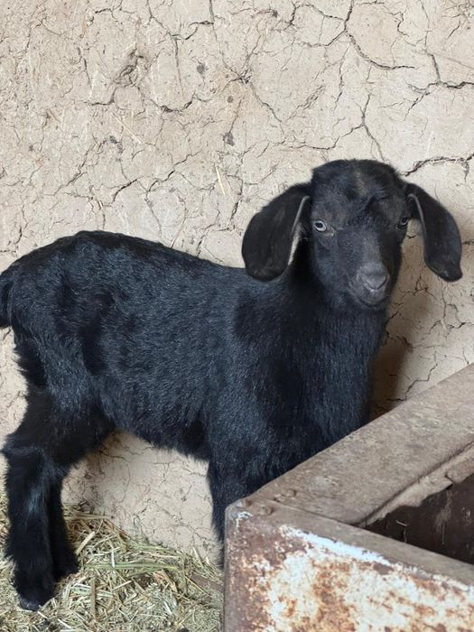 Пародисти лақтар