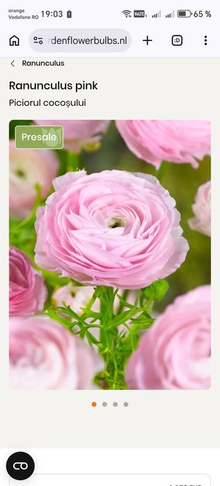 Ranunculus bulbi
