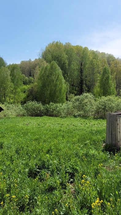 Продам пасеку  в лесу